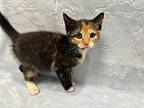 Alice, Domestic Shorthair For Adoption In Atlantic City, New Jersey