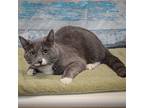 Mr. Riddles, Domestic Shorthair For Adoption In Huntley, Illinois