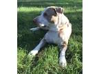 Max, American Pit Bull Terrier For Adoption In Murphysboro, Illinois