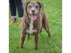 Maple, Labrador Retriever For Adoption In Huntley, Illinois