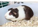 43301 - Basia, Guinea Pig For Adoption In Ellicott City, Maryland