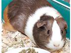 43304 - Bliss, Guinea Pig For Adoption In Ellicott City, Maryland
