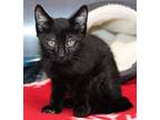 43278 - Blackie, Domestic Shorthair For Adoption In Ellicott City, Maryland