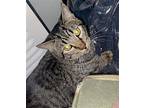 Jelly The Cat, Domestic Shorthair For Adoption In Chandler, Arizona