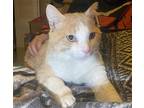 Oscar The Cat, Domestic Shorthair For Adoption In Chandler, Arizona