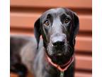 Willow, Labrador Retriever For Adoption In Silverdale, Washington