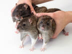 Emile, Rat For Adoption In Kingston, Ontario