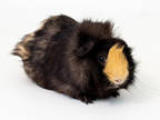 Freddy, Guinea Pig For Adoption In Kingston, Ontario