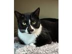 Spritz, Domestic Shorthair For Adoption In Key West, Florida