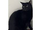 Dashi, Domestic Shorthair For Adoption In Key West, Florida