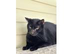 Espresso, Domestic Shorthair For Adoption In Key West, Florida