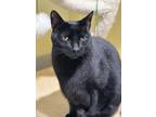 Boone, Domestic Shorthair For Adoption In Key West, Florida