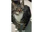 Dreamsicle, Domestic Shorthair For Adoption In Key West, Florida