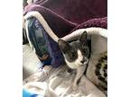 Miley, Domestic Shorthair For Adoption In Mississauga, Ontario, Ontario