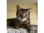 Double Bubble, Domestic Shorthair For Adoption In Key West, Florida