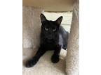 Ron, Domestic Shorthair For Adoption In Key West, Florida