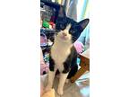 Bessie, Domestic Shorthair For Adoption In Mississauga, Ontario, Ontario