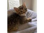 Burt, Domestic Shorthair For Adoption In Youngsville, North Carolina