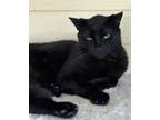 Christmas, Domestic Shorthair For Adoption In Key West, Florida