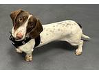 Dachshund Puppy for sale in Marietta, GA, USA
