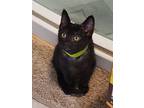 Bandera, Domestic Shorthair For Adoption In Lewistown, Pennsylvania