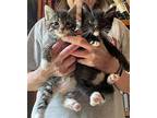 Acoma (and Zuni), Domestic Shorthair For Adoption In Trenton, New Jersey