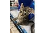 Marbles, Domestic Shorthair For Adoption In Lewistown, Pennsylvania