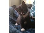 Jester, Domestic Shorthair For Adoption In Lewistown, Pennsylvania