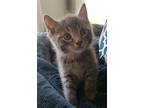 Piper, Domestic Shorthair For Adoption In Lewistown, Pennsylvania