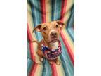 Peanut, American Staffordshire Terrier For Adoption In Lafayette, Indiana