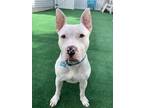 Burke, American Staffordshire Terrier For Adoption In Newfield, New Jersey