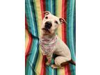 Kaylee, American Pit Bull Terrier For Adoption In Lafayette, Indiana
