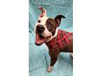 Spy, American Staffordshire Terrier For Adoption In Lafayette, Indiana