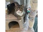 Devin, Domestic Shorthair For Adoption In Evergreen, Colorado