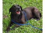 Ebony, Labrador Retriever For Adoption In Lafayette, Louisiana