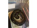 Kaa, Snake For Adoption In Edmonton, Alberta