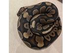 Malificent, Snake For Adoption In Edmonton, Alberta