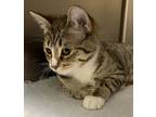 Gracie-lynn Heartz, Domestic Shorthair For Adoption In Edmonton, Alberta