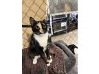 Marie (bonded Pair), Domestic Shorthair For Adoption In Bolton, Connecticut