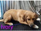 Ivory, Labrador Retriever For Adoption In Mena, Arkansas