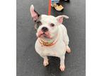 Kera, American Pit Bull Terrier For Adoption In South Abington Twp, Pennsylvania