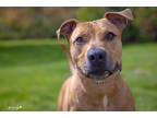 Billy, American Pit Bull Terrier For Adoption In South Abington Twp