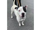 Petey, American Pit Bull Terrier For Adoption In South Abington Twp