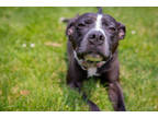 Lola, American Pit Bull Terrier For Adoption In South Abington Twp, Pennsylvania