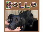 Belle, Labrador Retriever For Adoption In Mena, Arkansas
