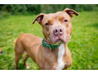 Jay Jay, American Pit Bull Terrier For Adoption In South Abington Twp