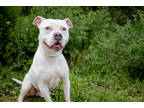 Dale, American Pit Bull Terrier For Adoption In South Abington Twp, Pennsylvania