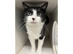 Buddy The Elf, Domestic Shorthair For Adoption In Martinez,