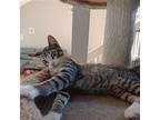 Buttons #loneyguy, Domestic Shorthair For Adoption In Houston, Texas