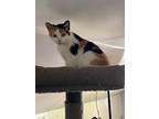 Clementine, Calico For Adoption In Inez, Kentucky